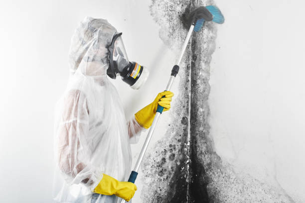 Best Asbestos and Lead Testing During Mold Inspection  in Shadybrook, TX